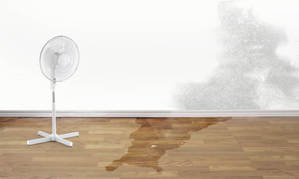 Best Local water damage restoration  in Kurtistown, HI